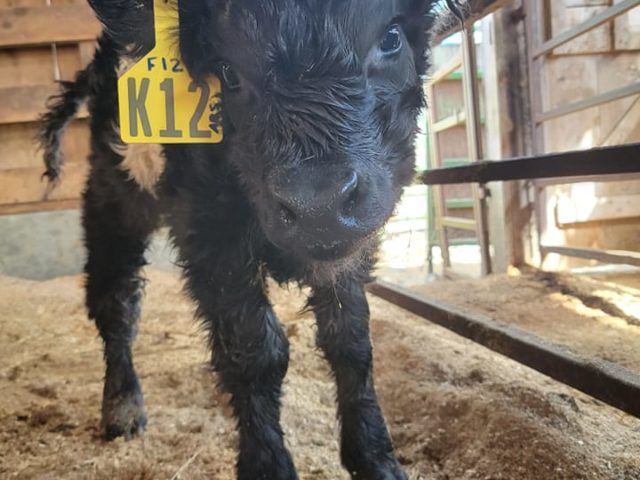 Aldermere Farm celebrates Calf Unveiling May 7