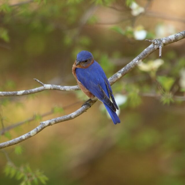 Forestry for Maine Birds, Free Zoom Talk February 7