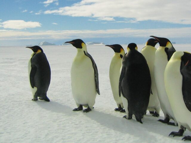 https://penbaychamber.com/wp-content/uploads/2023/01/March-of-the-Penguins-film-still-1-640x480.jpeg