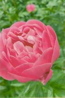 Learn about Growing Peonies in Maine, May 4th