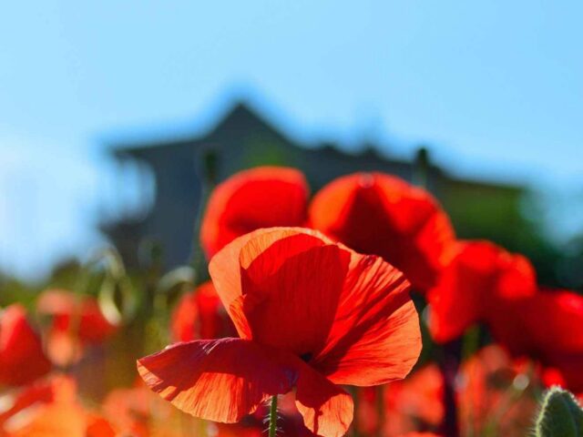 Learn what grows in your coastal garden
