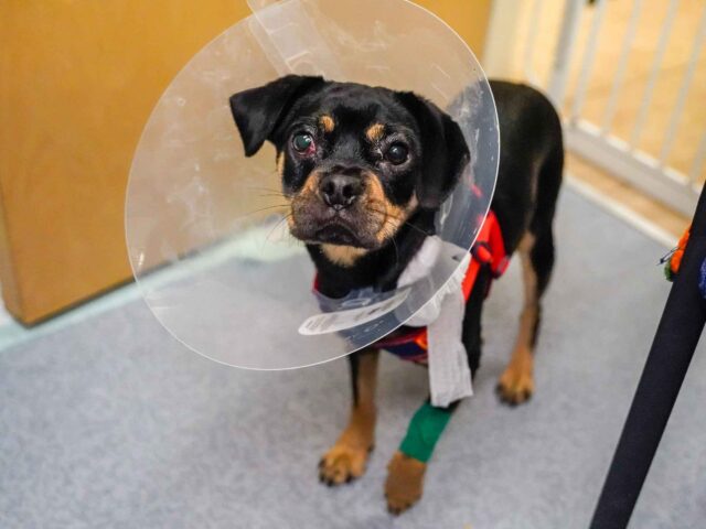 $75,000 Matching Campaign for Pope Memorial Humane Society Sherman Medical Fund a Resounding Success!